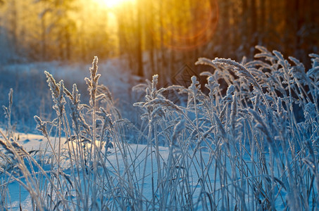 户外木头蓝色的冬季现场冻结花朵松林和日落图片