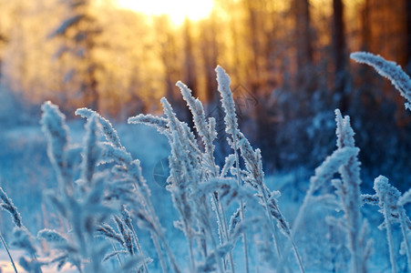 冬捕现场木头季节冬现场冻结的花朵松林和日落覆盖背景
