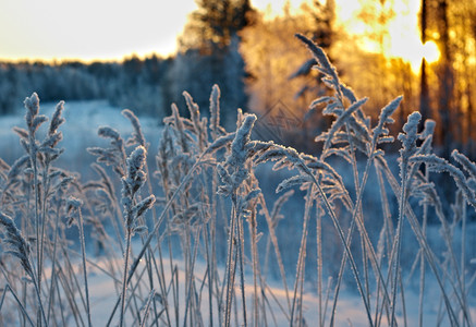 冷冻寒的季节冬现场冻结的花朵松林和日落图片