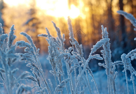 仙境雪冰冬季现场冻结的花朵松林和日落图片