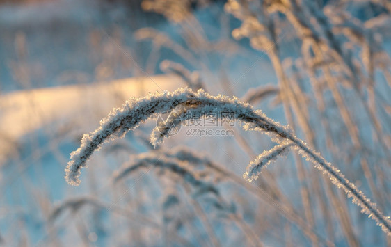冬天雪堆仙境季现场冻结的花朵松林和日落图片