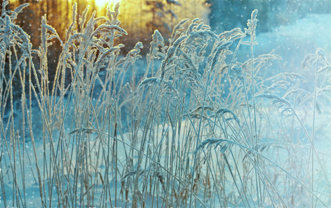 冬捕现场季节自然冬现场冻结的花朵松林和日落霜背景