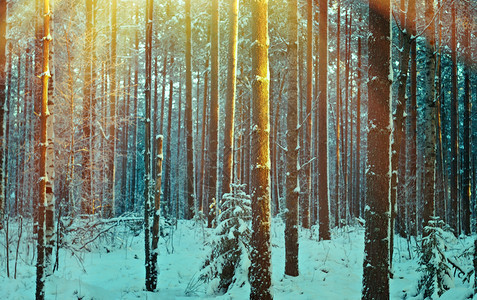冬季松林风景图片