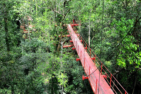 雨南方通往泰国部热带森林的丛大桥泰国南部树图片