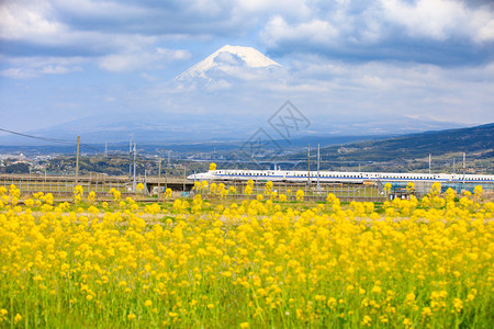 雪火车新干线Shinkansenrial列车和fuji山地背景图片