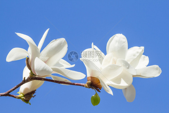 花的开白玉兰映衬着天蓝色植物图片