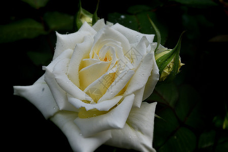 夏日下雨之后的白玫瑰花爱一种叶子图片