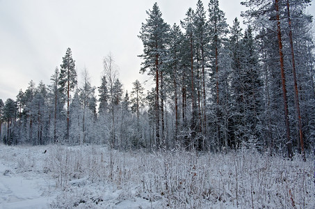 俄罗斯寒冷的木头冬季风景松树雪林图片