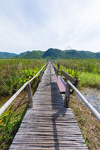 环境植物木林桥和风景山前在水面上棕色的图片