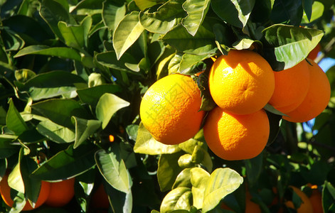 绞刑一群熟的橙子挂在树枝上地中海柑橘图片