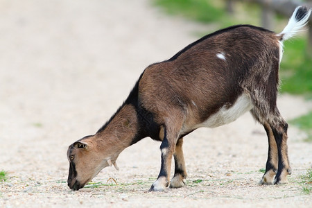 哺乳动物生活嘴青山羊在农场小巷的砂砾上吃绿草图片