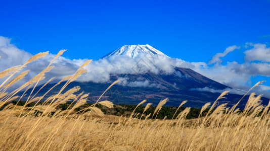 寒冷的日本人凉爽藤山和蓝天空背景日本草原的地占面图片