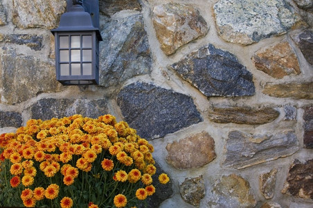 金属在一堵粗糙的母毛石墙上花园光下橙色秋天花朵子家图片