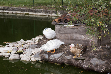 夏天水平图像在游泳池附近有不同颜色的鸭子绿白图片
