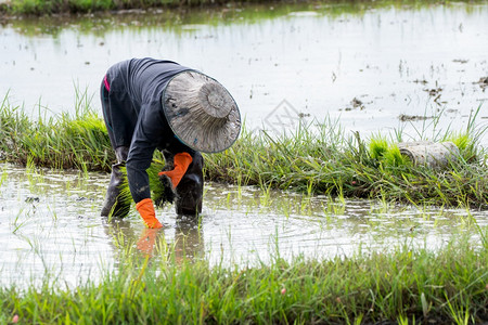 亚洲农民移植稻田水树苗农草地村图片