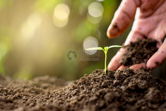 农业叶子生态男人的手在土壤里种树苗图片