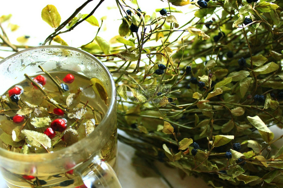 茶用油菜莓叶和草树酿制有用茶油粉和草莓及酿制药用造饮料图片