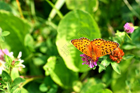 蝴蝶在一朵花上紧密的弗里蒂拉橙色森林上展翅蛾一种飞图片