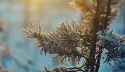 松雪枝冬季风景与松林和日落浅的野外深处寒冷雪堆美丽图片
