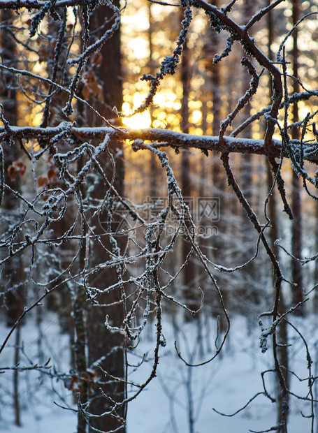自然冬天松雪枝季风景与松林和日落浅的野外深处太阳图片