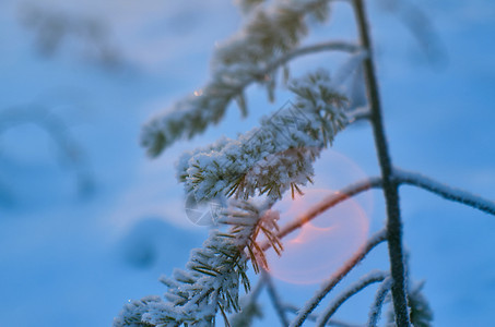 森林覆盖松雪枝冬季风景与松林和日落浅的野外深处树图片