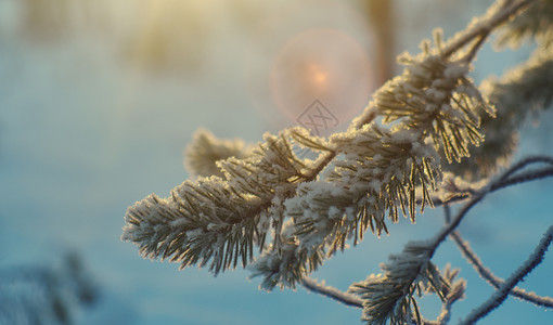 天空景深季节松雪枝冬风景与松林和日落浅的野外深处图片