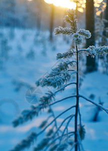 圣诞节深的松雪枝冬季风景与松林和日落浅的野外深处木头图片