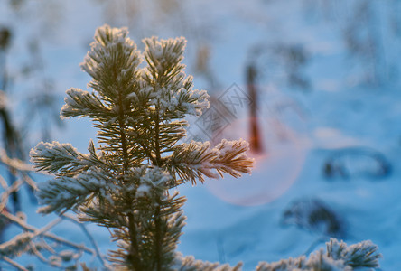 天空冷冻寒的松雪枝冬季风景与松林和日落浅的野外深处图片