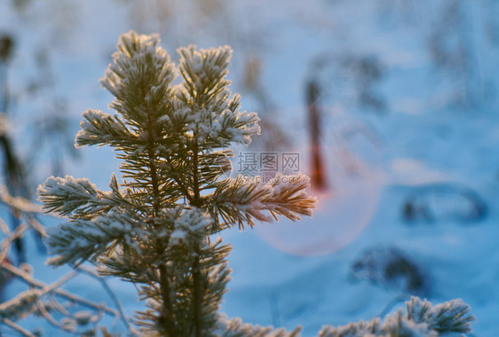 天空冷冻寒的松雪枝冬季风景与松林和日落浅的野外深处图片