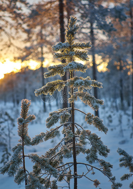 松雪枝冬季风景与松林和日落浅的野外深处天空树太阳图片