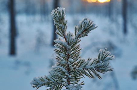 松雪枝冬季风景与松林和日落浅的野外深处蓝色雪花图片