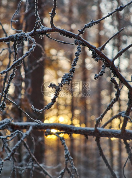 森林松雪枝冬季风景与松林和日落浅的野外深处蓝色树图片