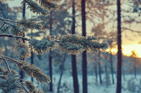雪堆场景蓝色的松雪枝冬季风景与松林和日落浅的野外深处图片