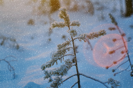 圣诞节冷冻松雪枝冬季风景与松林和日落浅的野外深处场景图片