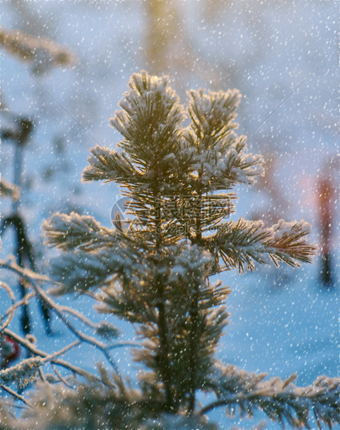 下雪的深松枝冬季风景与松林和日落浅的野外深处雪花图片