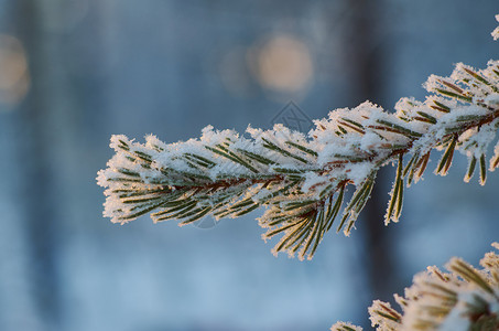 松雪枝冬季风景与松林和日落浅的野外深处季节冬天户外图片