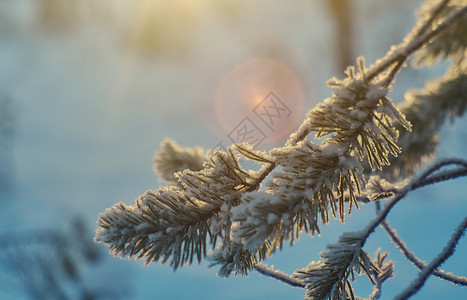 雪堆景观松枝冬季风景与松林和日落浅的野外深处森林图片