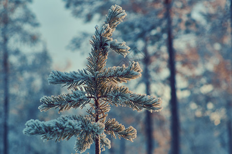 白色的景观松雪枝冬季风景与松林和日落浅的野外深处蓝色图片