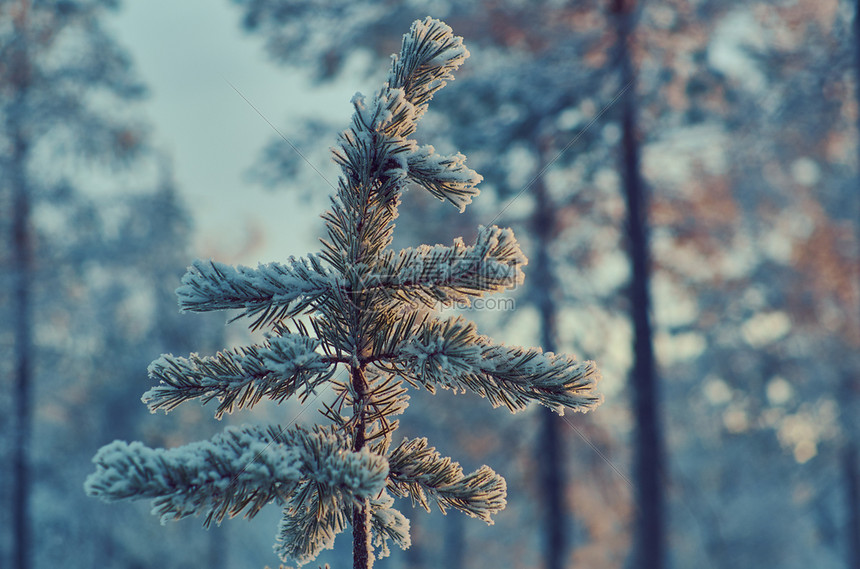 白色的景观松雪枝冬季风景与松林和日落浅的野外深处蓝色图片