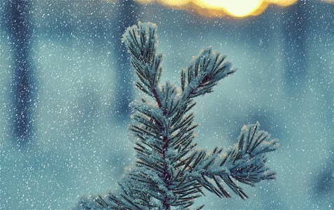 场景美丽松雪枝冬季风景与松林和日落浅的野外深处天空图片