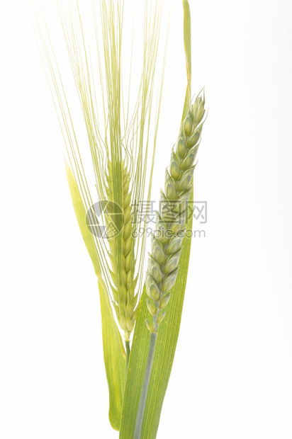 春天绿色小麦和大花束边界白底小麦谷物收获图片