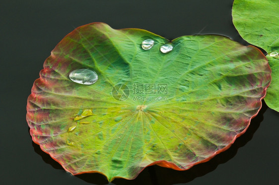 带水滴的叶子生活串珠雨图片