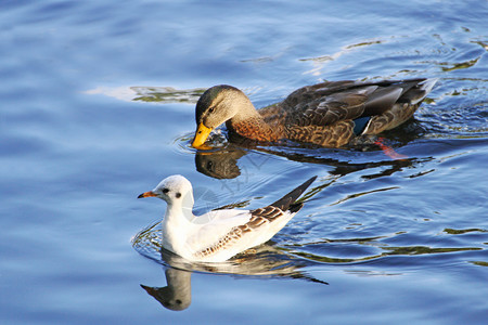 站立鸟类羽化海鸥和鸭子两只鸟在蓝水中一起游泳图片素材