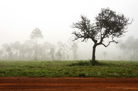 树造型优美在晨雾的森林中为背景树造型优美放松梦绿色图片