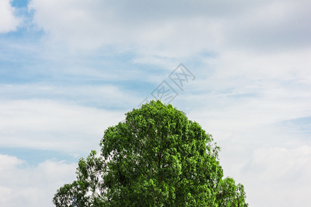 木头背景中蓝色天空的树顶上美丽夏天图片