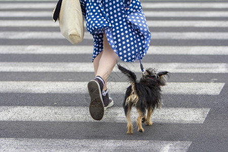 寻回犬春天带着狗走在城里的年轻女子步行图片