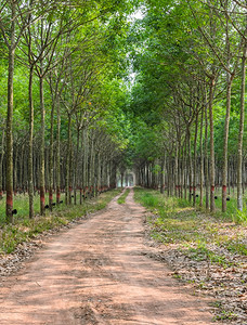 热带泰国橡胶植树种园物群排图片
