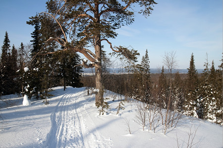 晴天在阳光明媚的一天森林中冬季风景追踪自然图片
