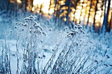 树仙境冬季风景边场冻结的花朵俄罗斯图片