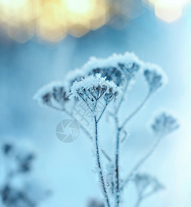 蓝色的冬季风景边场冻结的花朵美丽旅行图片